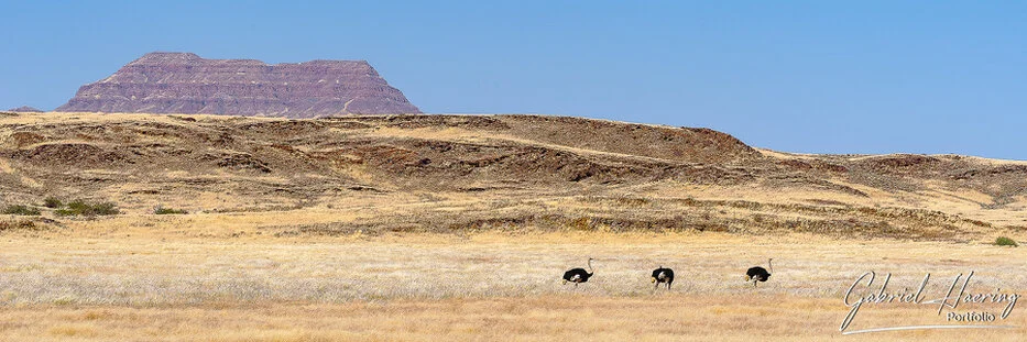Ostriches walking across dry grassland below a flat-topped mountain in Damaraland, Namibia