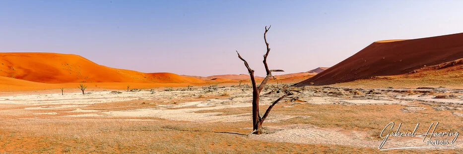 Lone dead camel thorn tree on the white clay pan of Deadvlei, Namibia