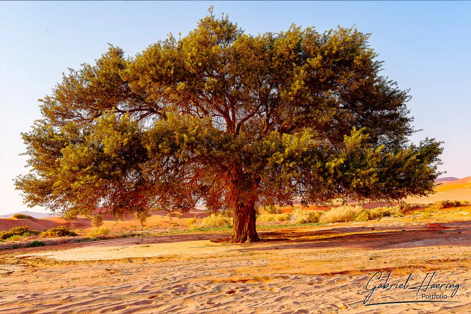 Large desert tree in warm light near Sossusvlei in Namibia