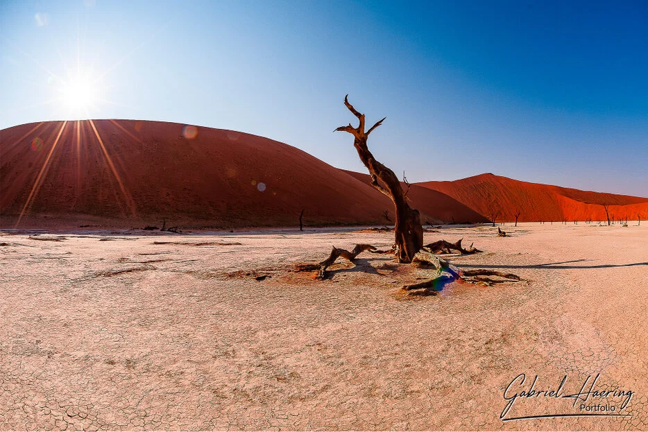 Dead camel thorn tree in Deadvlei with sunburst and red dunes behind