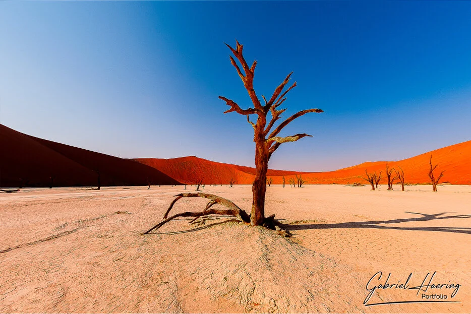 Sculptural dead tree on the white clay pan of Deadvlei surrounded by orange dunes