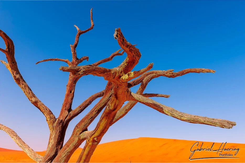 Close view of dead camel thorn tree branches against blue sky and red dune in Deadvlei