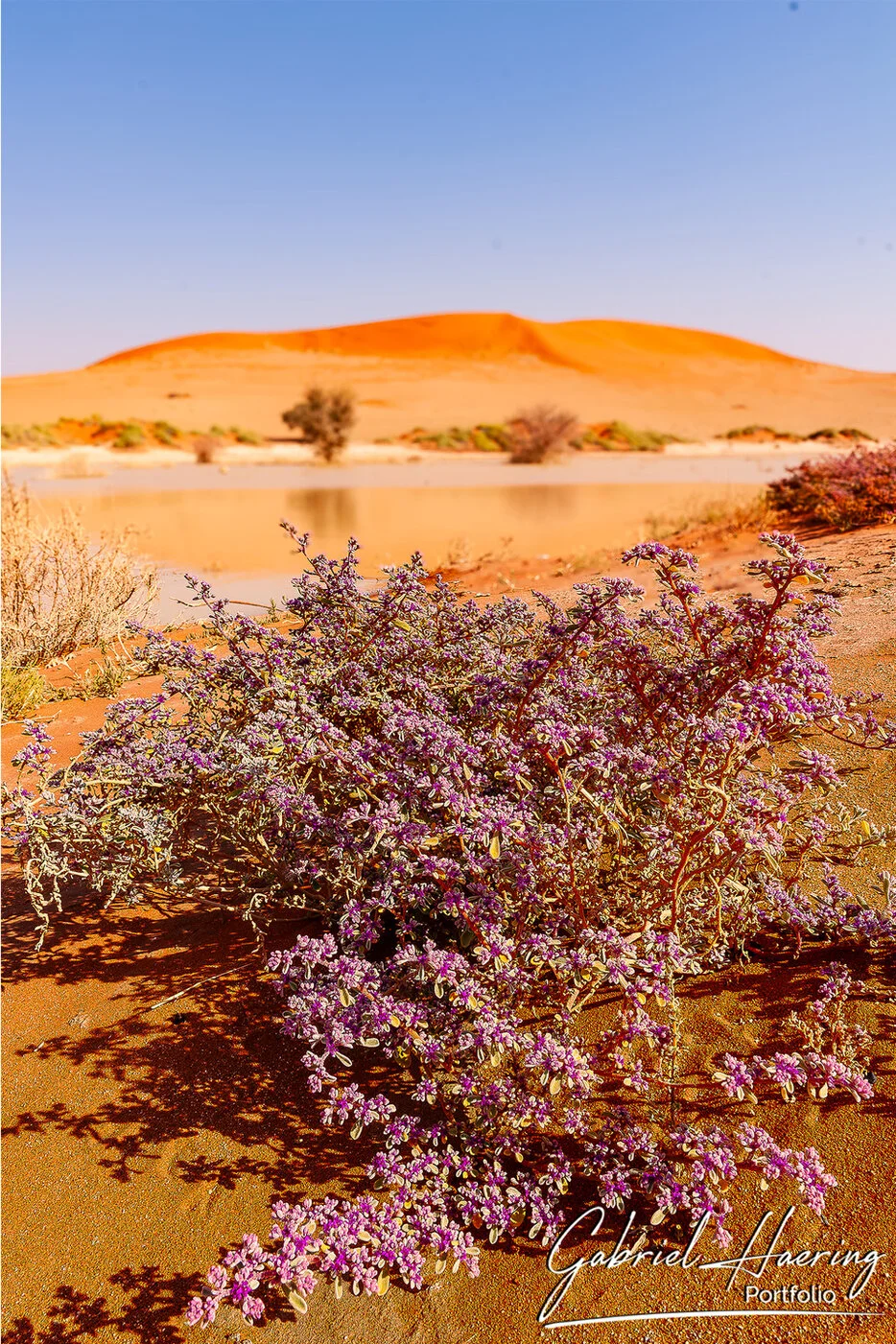Purple desert flowers growing in red sand near Sossusvlei dunes in Namibia