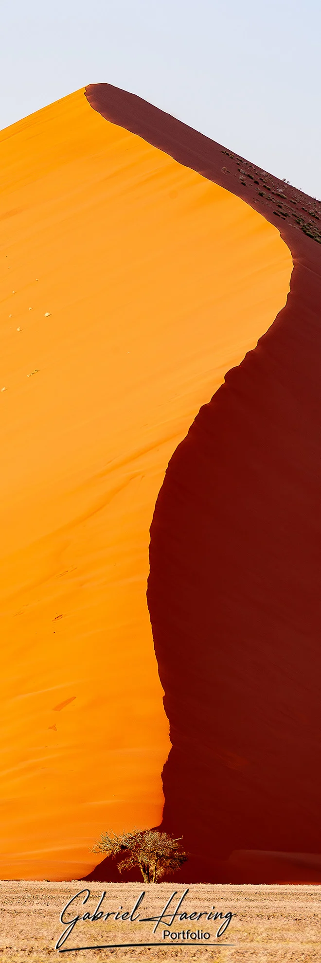 Tall red sand dune with deep shadow and a small desert tree in Namib-Naukluft, Namibia