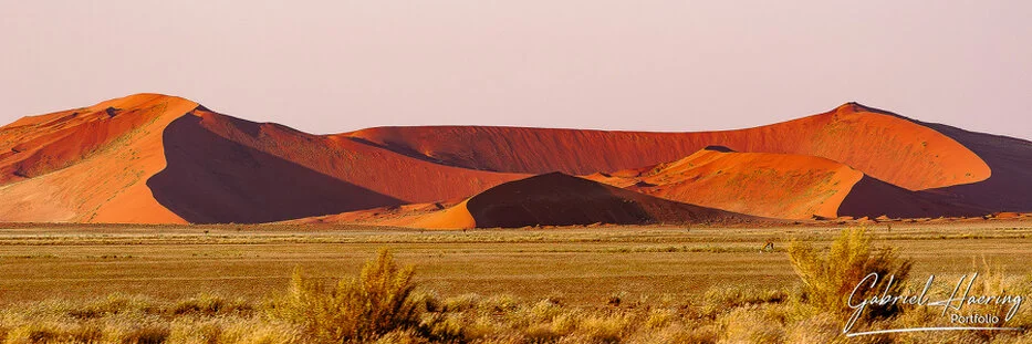 Red dunes lit by warm light behind dry desert grass in Namib-Naukluft National Park, Namibia