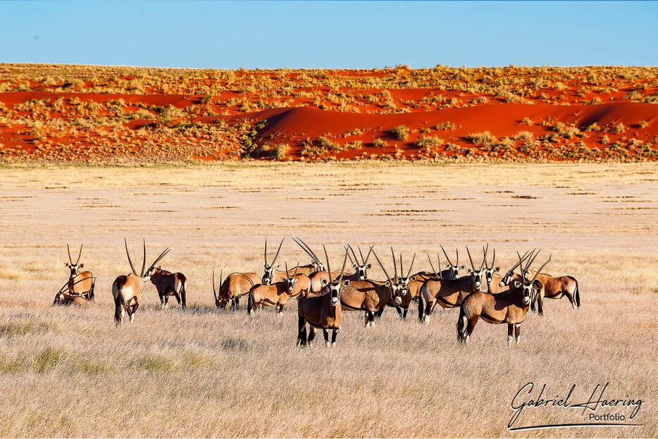 Herd of oryx standing in pale desert grass with red dunes behind them in Namib-Naukluft, Namibia