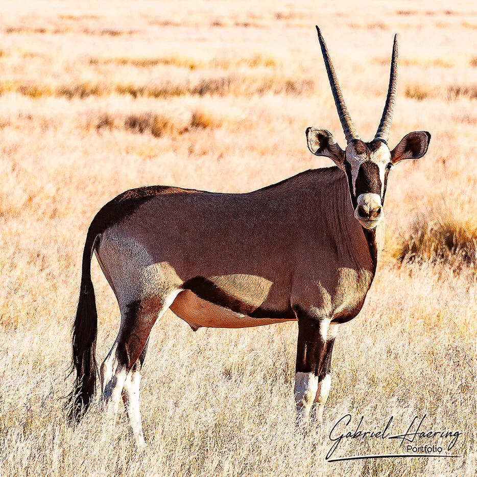 Single oryx portrait in golden dry grass in the Namib-Naukluft desert landscape of Namibia