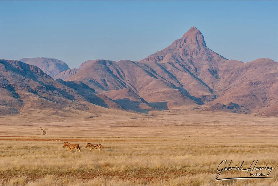 Mountain zebra crossing dry grassland below desert mountains in the Namib-Naukluft region of Namibia