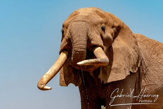 Elephant - A collection of pictures taken during photographic safaris in different african countries and national parks