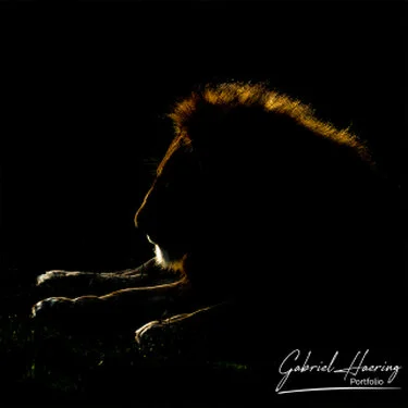 Lion - A collection of pictures taken during photographic safaris in different african countries and national parks