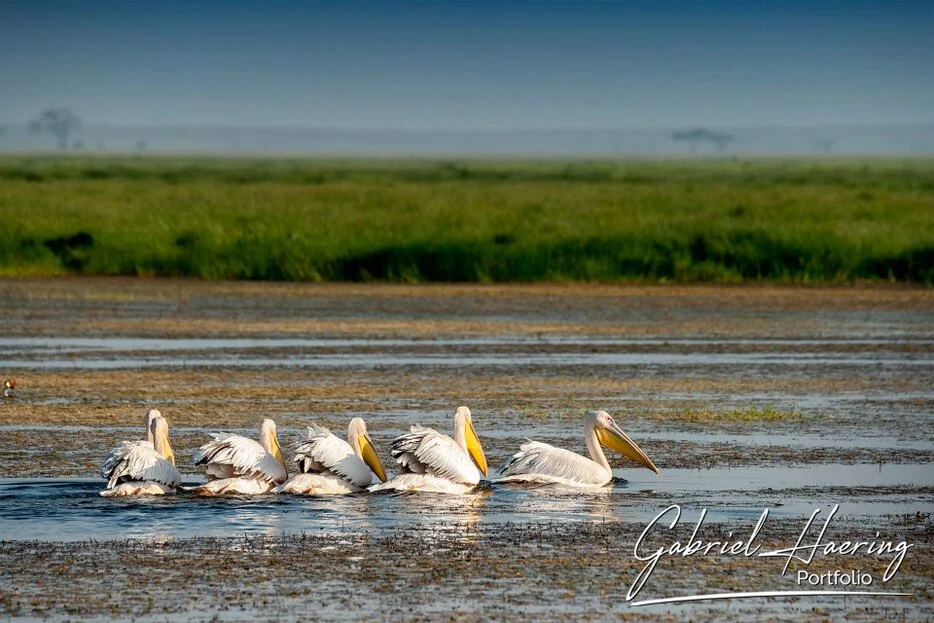 Pelicans swimming through shallow water in the wetlands of Amboseli National Park, Kenya