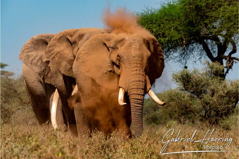 African elephants dust bathing in Amboseli National Park with acacia trees and dry vegetation