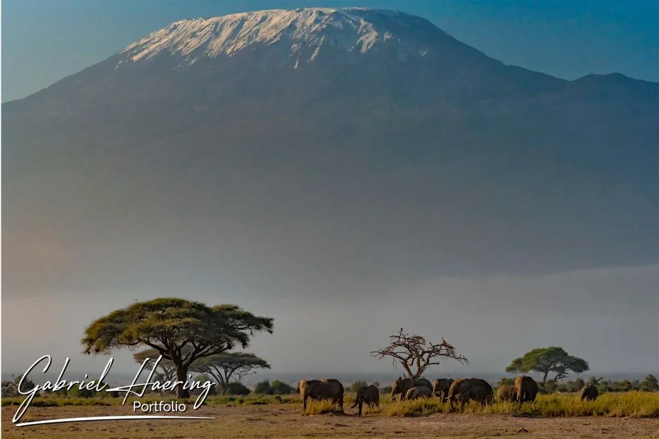 Elephants walking through the Amboseli landscape beneath the snow-capped summit of Mount Kilimanjaro